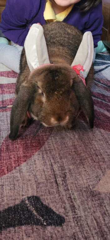 Very young Giant French Lop x Neddie Auguti young BUCK entire male