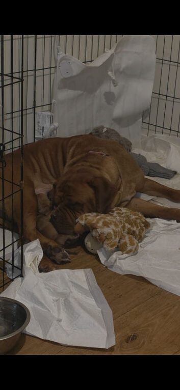 Dogue de Bordeaux puppies