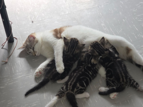 2 lovely tabby kittens to sell.