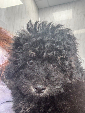 Handsome toy Cavapoo boy please read all the advert before contacting