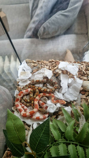 7 cornsnakes