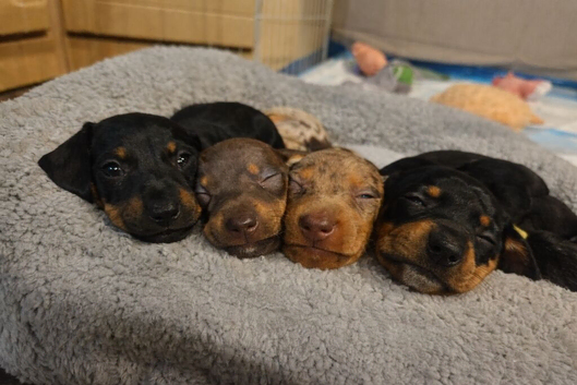 Chiweenie puppies