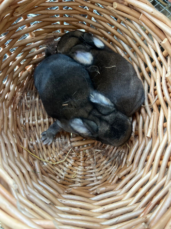 Gorgeous mini lop babies