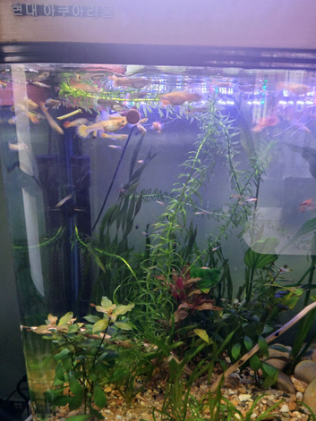 Guppies for sale.