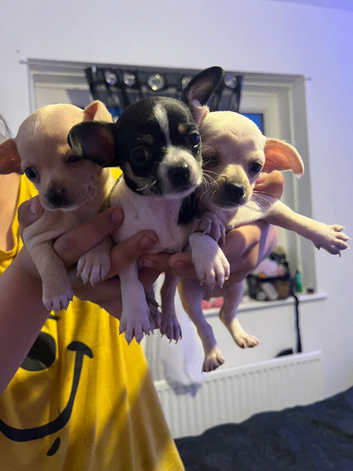 Stunning cutie chihuahua puppies