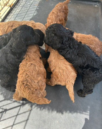 5 Beautiful Adorable Little Boy Cockapoos