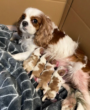 GORGEOUS CAVALIER KING CHARLES SPANIEL PUPPIES