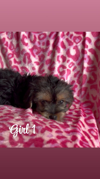 Beautiful Yorkshire Terrier Puppies