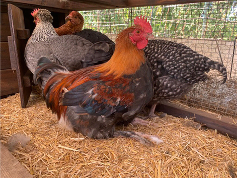 FoC 15 Week French Copper Maran