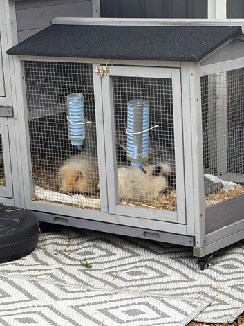2 male young guineas need home
