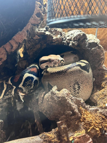 black and white boa