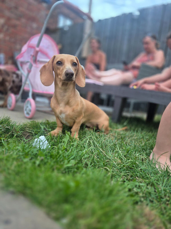 Miniature dachshund 8 months old