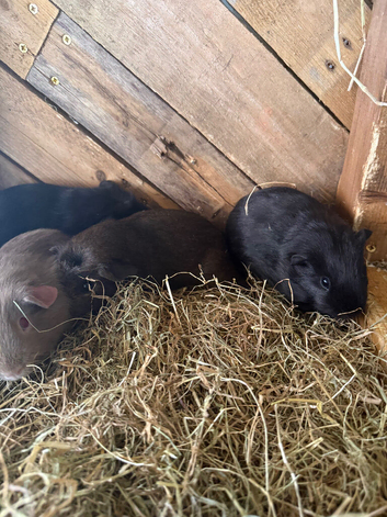 Boy and girl guinea pigs 25 pounds each