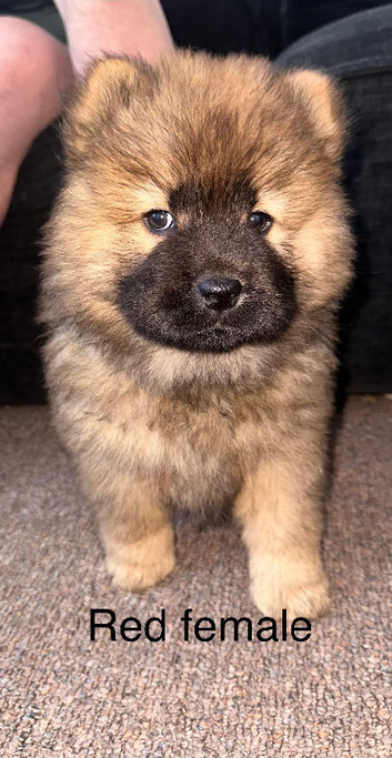 Chow Chow Puppies &mdash; Black, Red & Rare Blue