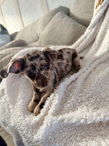 4 beautiful chiweenie puppies