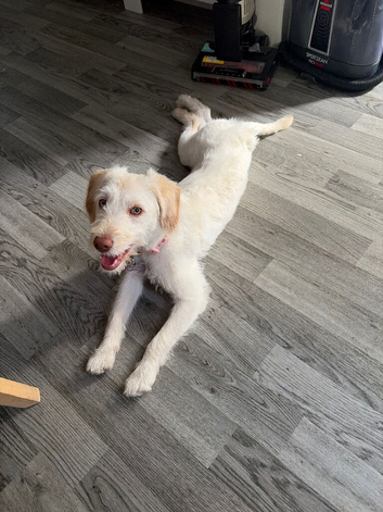 Girl pup