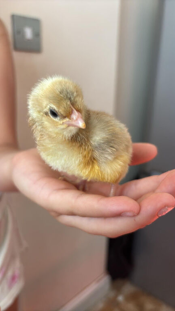 Beautiful chicks