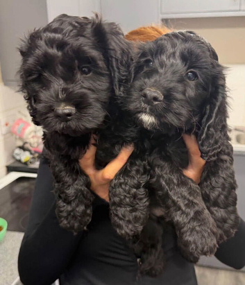 Beautiful F1B Cockapoos