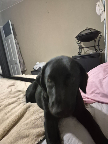Lab pup