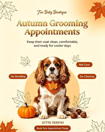 Fur Baby Boutique luxury 1to1 pet grooming