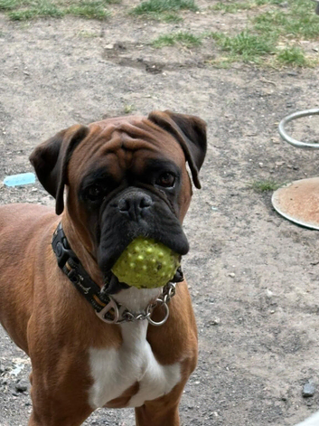 Red black masked boxer