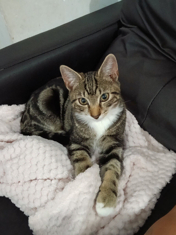 Bengal boy