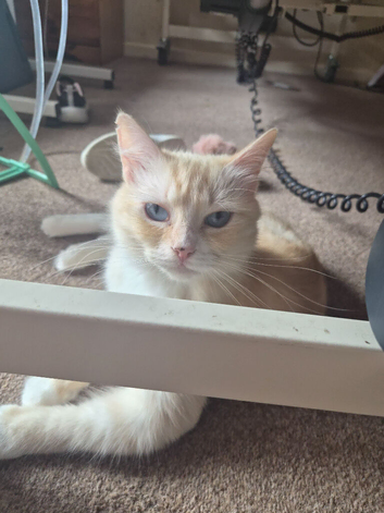 Female ragdoll