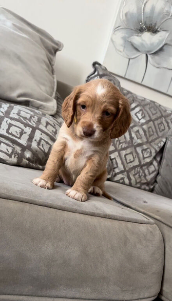 Beautiful cocker spaniel pups  ready to leave on 19july