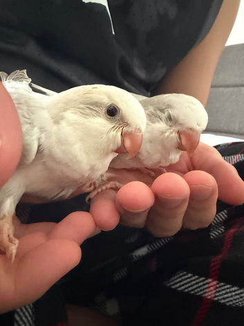 Handreared White baby Quaker parakeet