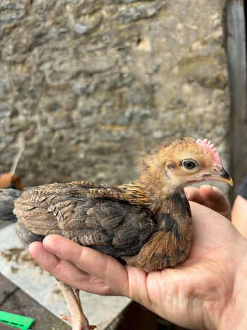Brown leghorn chicks available