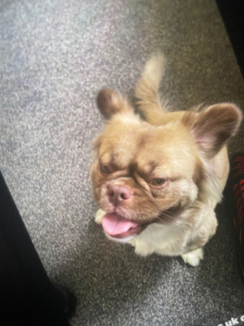 Fluffy Frenchie
