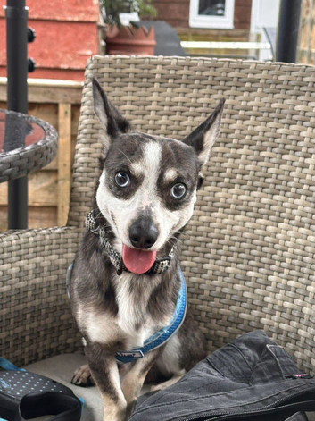 CHIUAHUA x DUTCHOUND