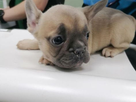Adorable French Bulldog Puppies for sale