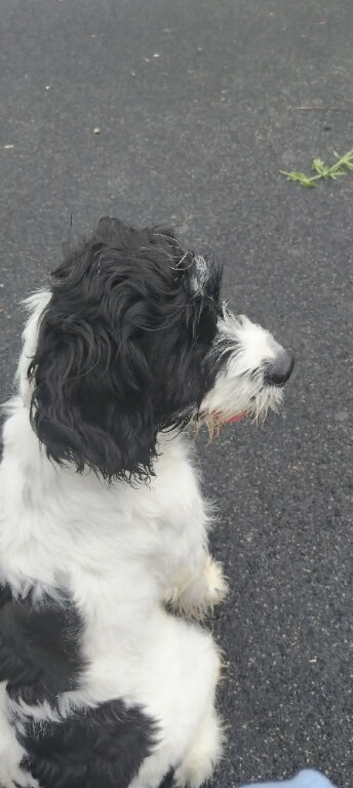 Cockapoo for sale