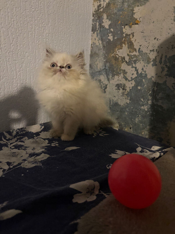 Female persian