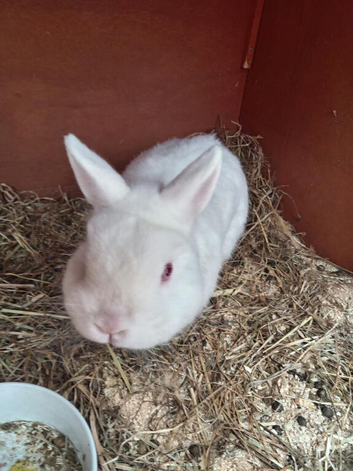 Mario is looking for a new home