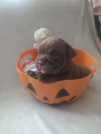 Stunning DWKC Registered English Bulldog Puppies &ndash; Ready October
