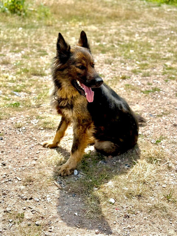 Security Trained German Shepherd Female &ndash; Friendly & Well Trained