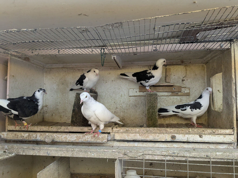 Galati pigeons