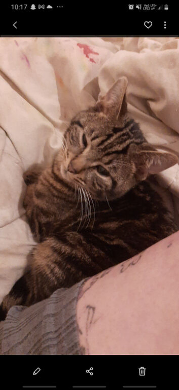 Tigger half bengal 6months old
