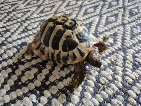 Hermanns tortoise looking for new home