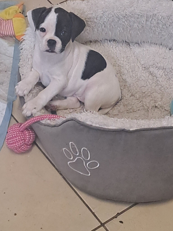 Frenchpei little girl