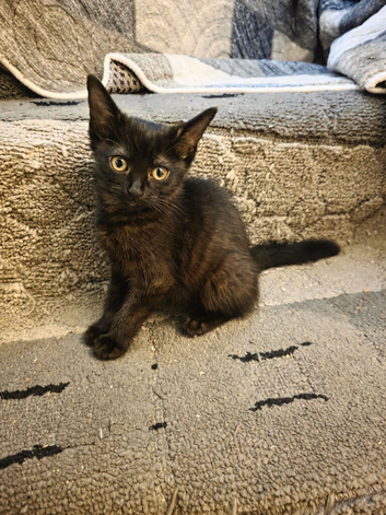 Black kitten