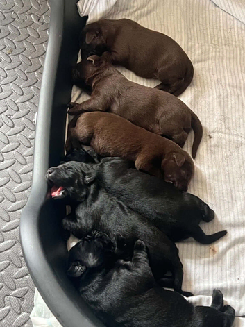 6 gorgeous labs for sale