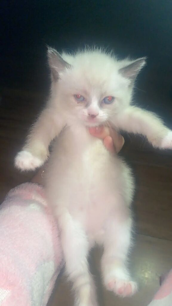Kittens in Bradford