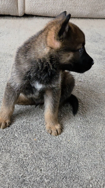 German shepherd x Belgian malinois puppy.