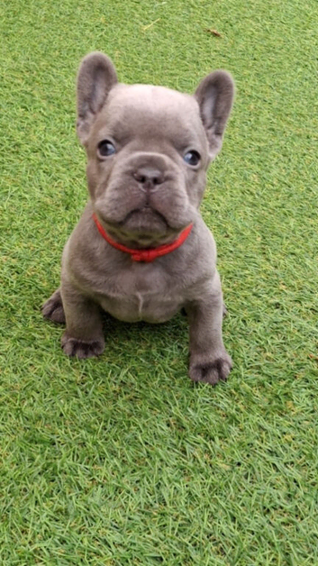 French bulldog puppies