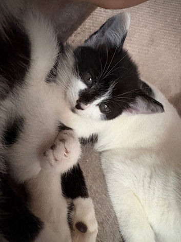 kittens ready for homes