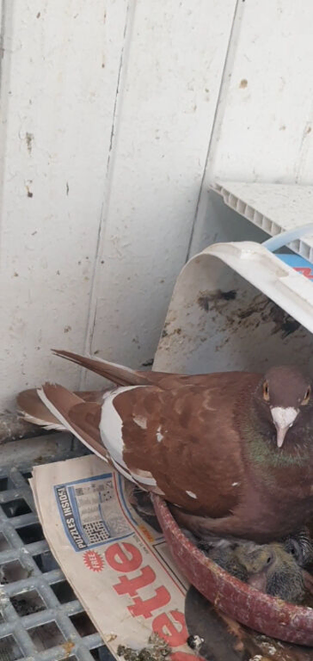 White and coco mix mulumans  chick's fly perfectly