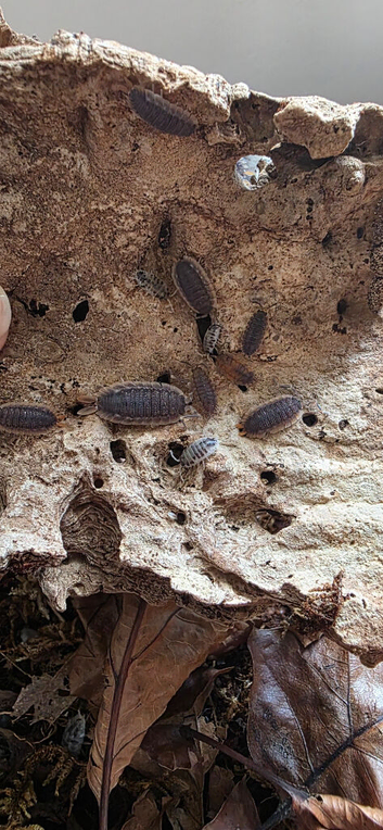 Free isopod colony in 3L braplast tub - collection only